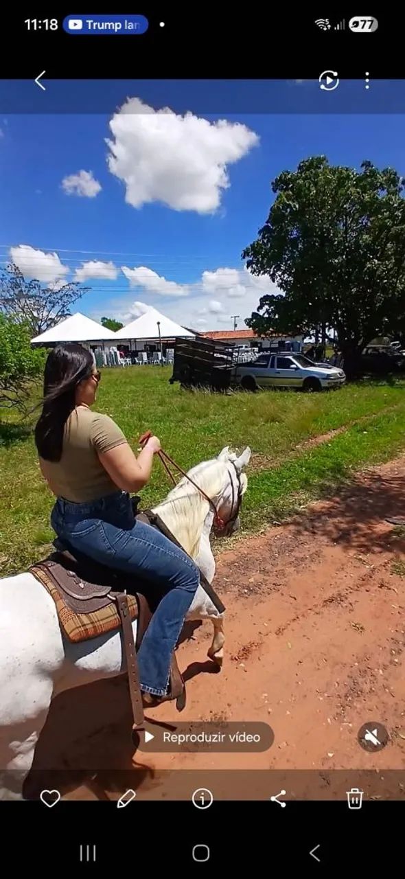 Petisso piquira ponei c andaluz 