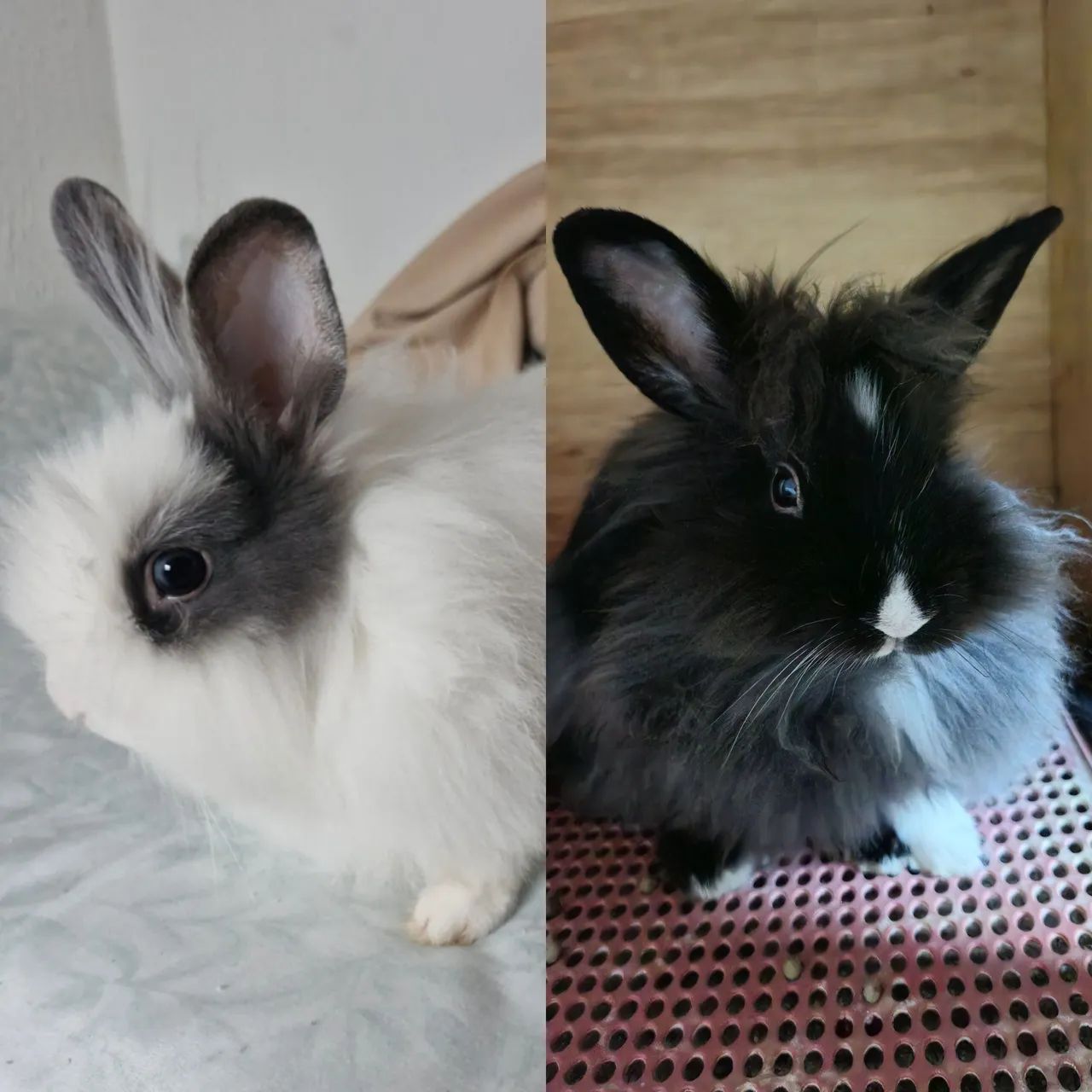 COELHOS MINI NETHERLAND CASAL (VENDO SEPARADAMENTE)