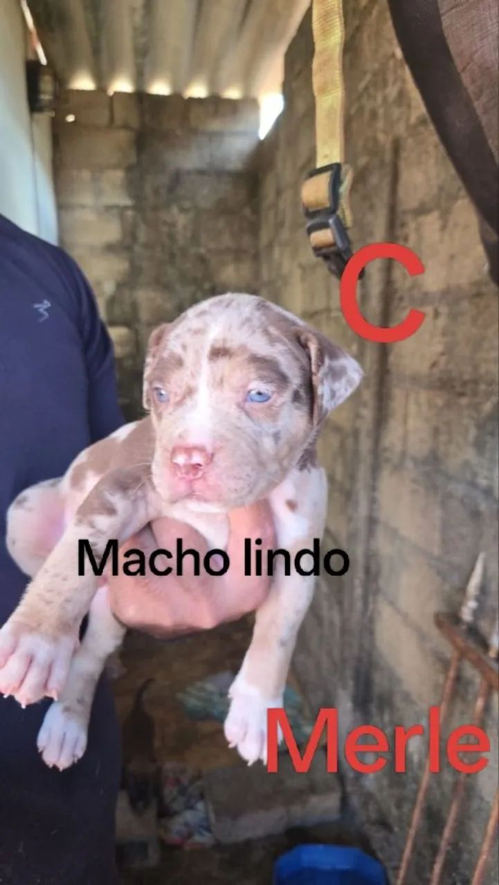 Pit monster/American Bully standart 
