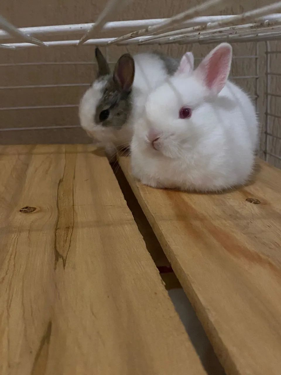 Coelho mini - Foto 2