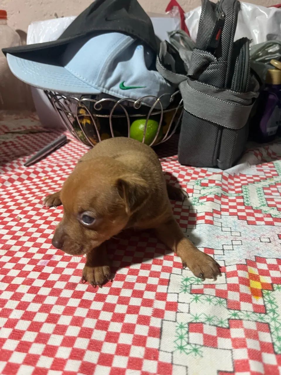 Pinscher marrom  - Foto 3