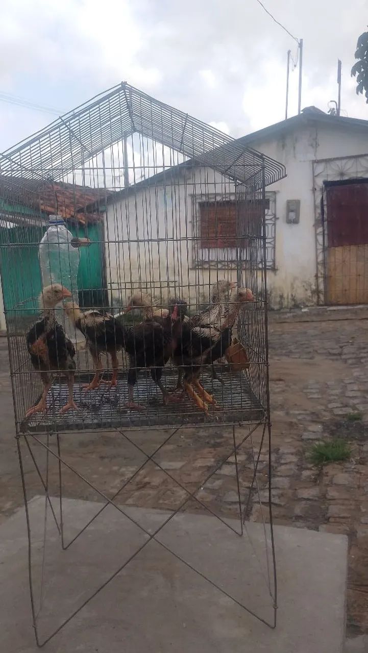 Pinto sura de capoeira 