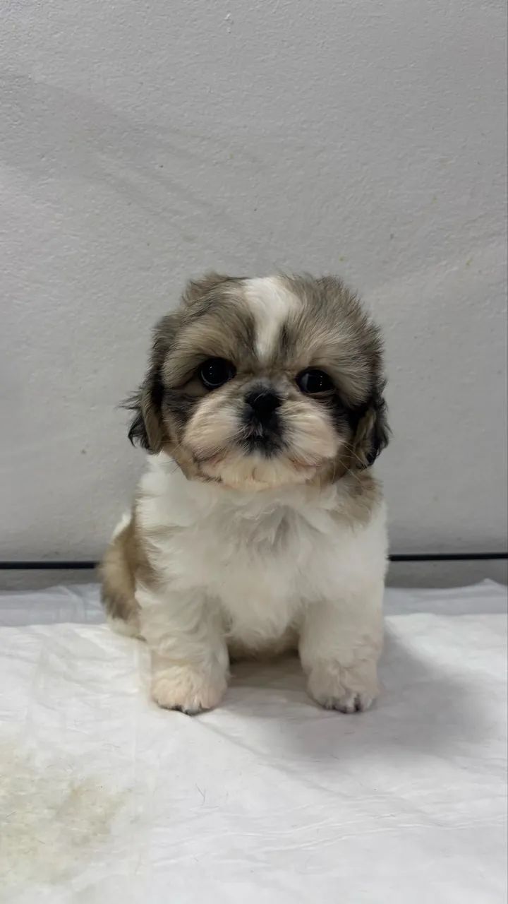 Shih Tzu 