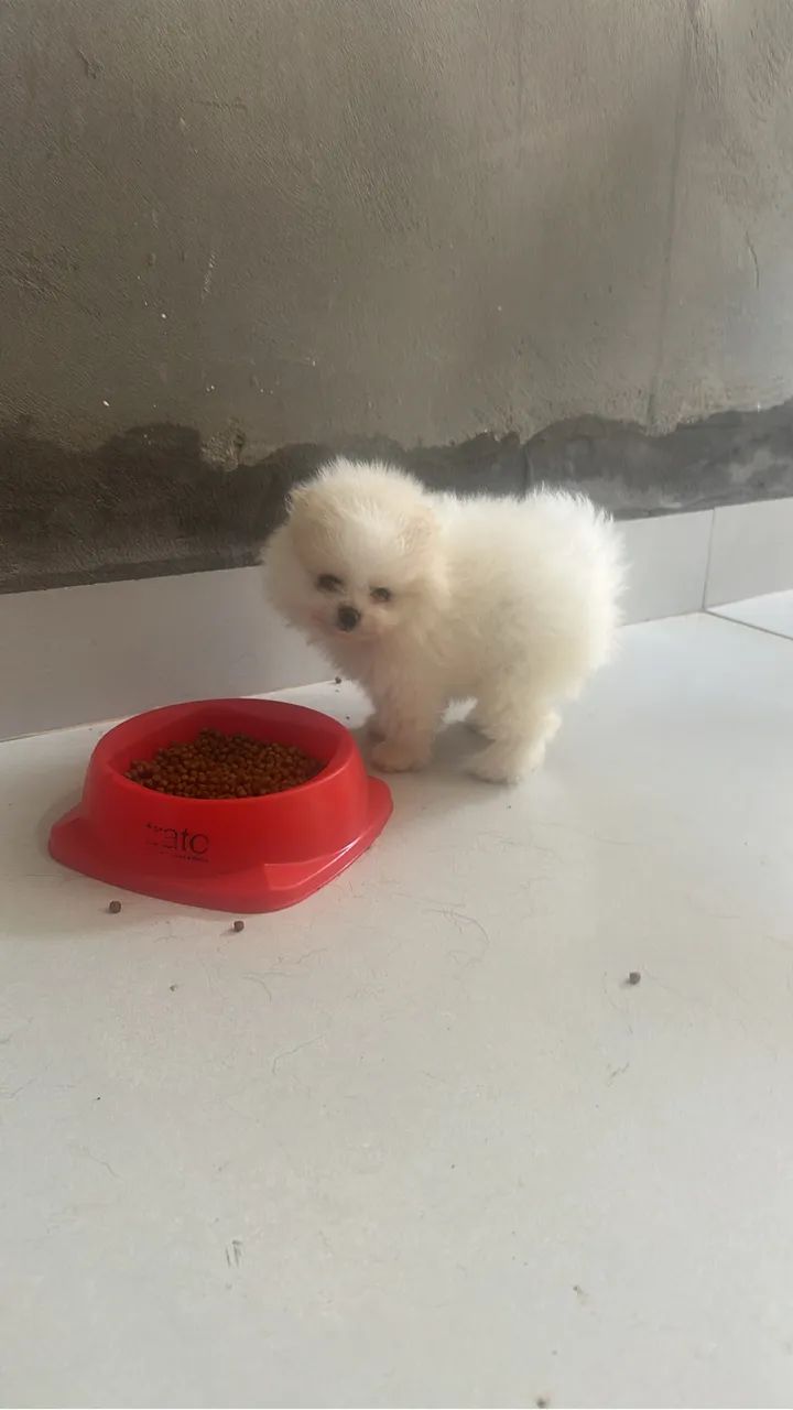 Spitz alemão fêmea  - Foto 2