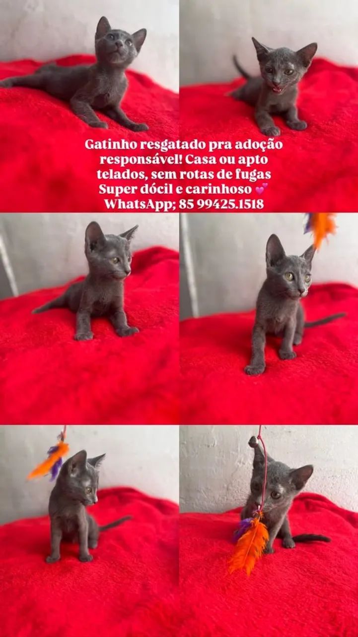 Gatos fofos pra adoção responsável 