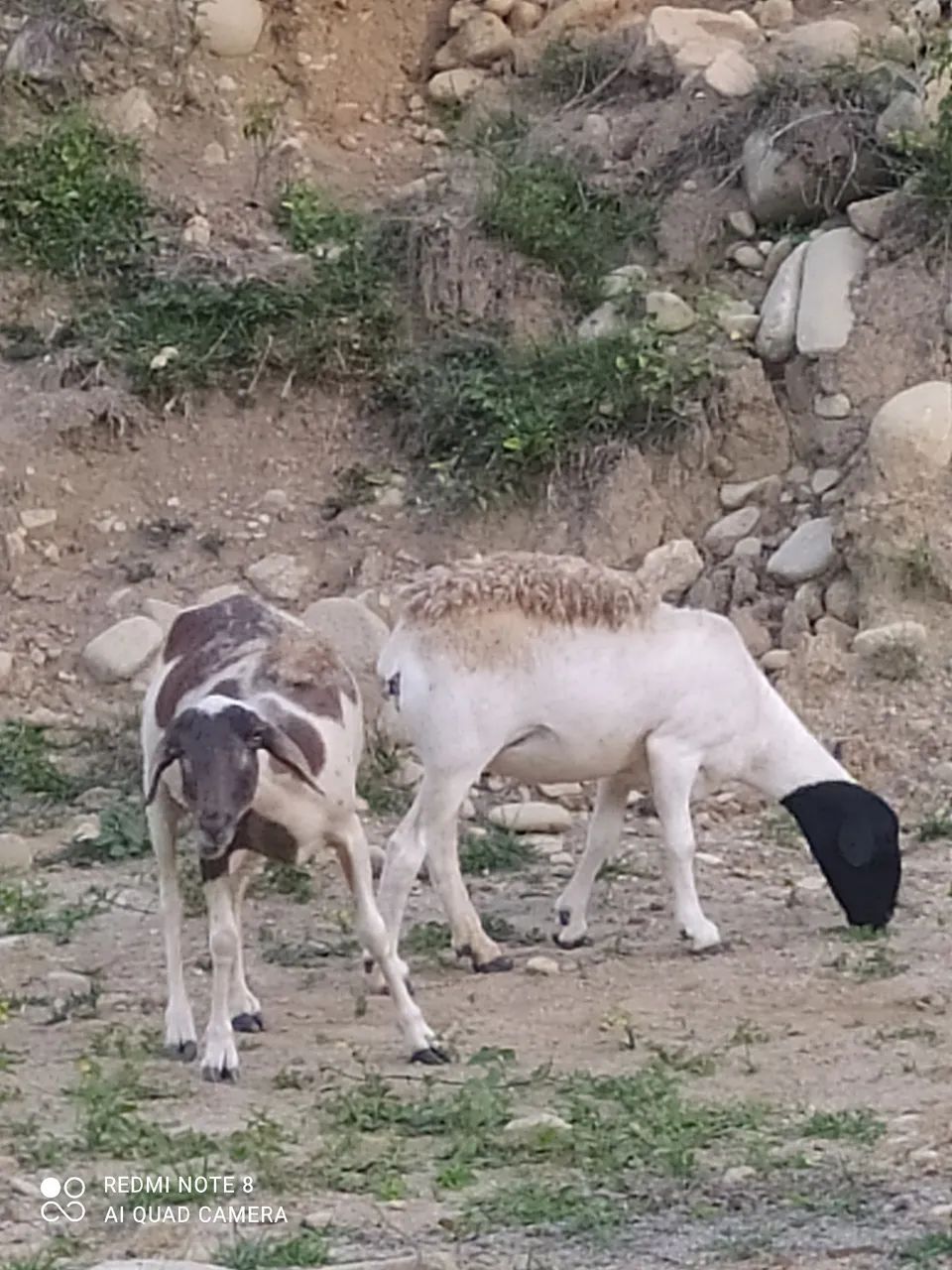 Vendo ovelhas e carneiro - Foto 2