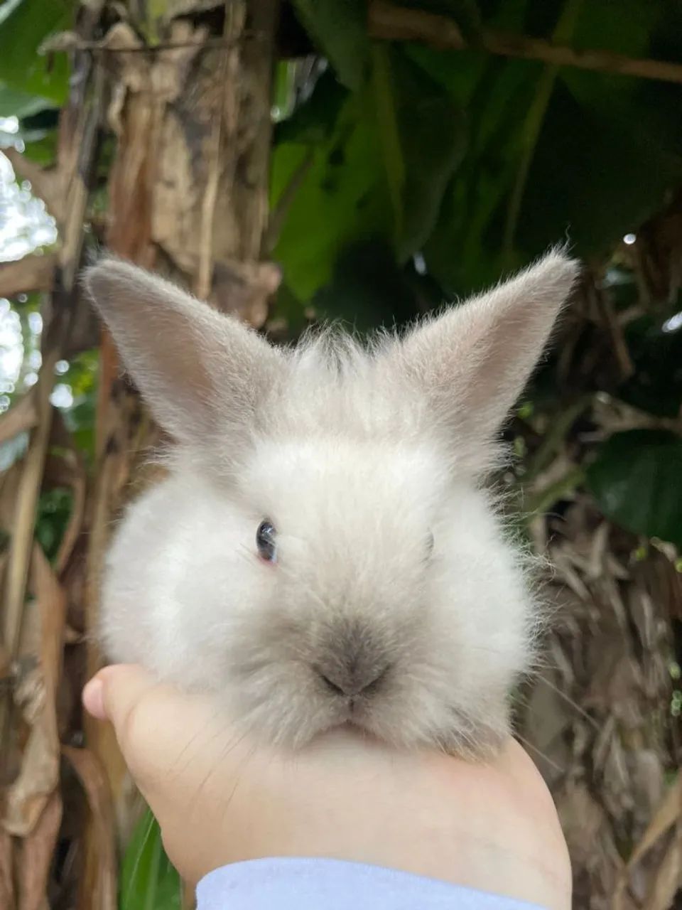 Lindos filhotinhos de mini coelhos  - Foto 5