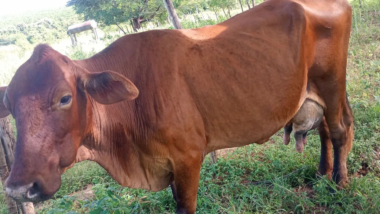 Vende se vacas de leite - Foto 4
