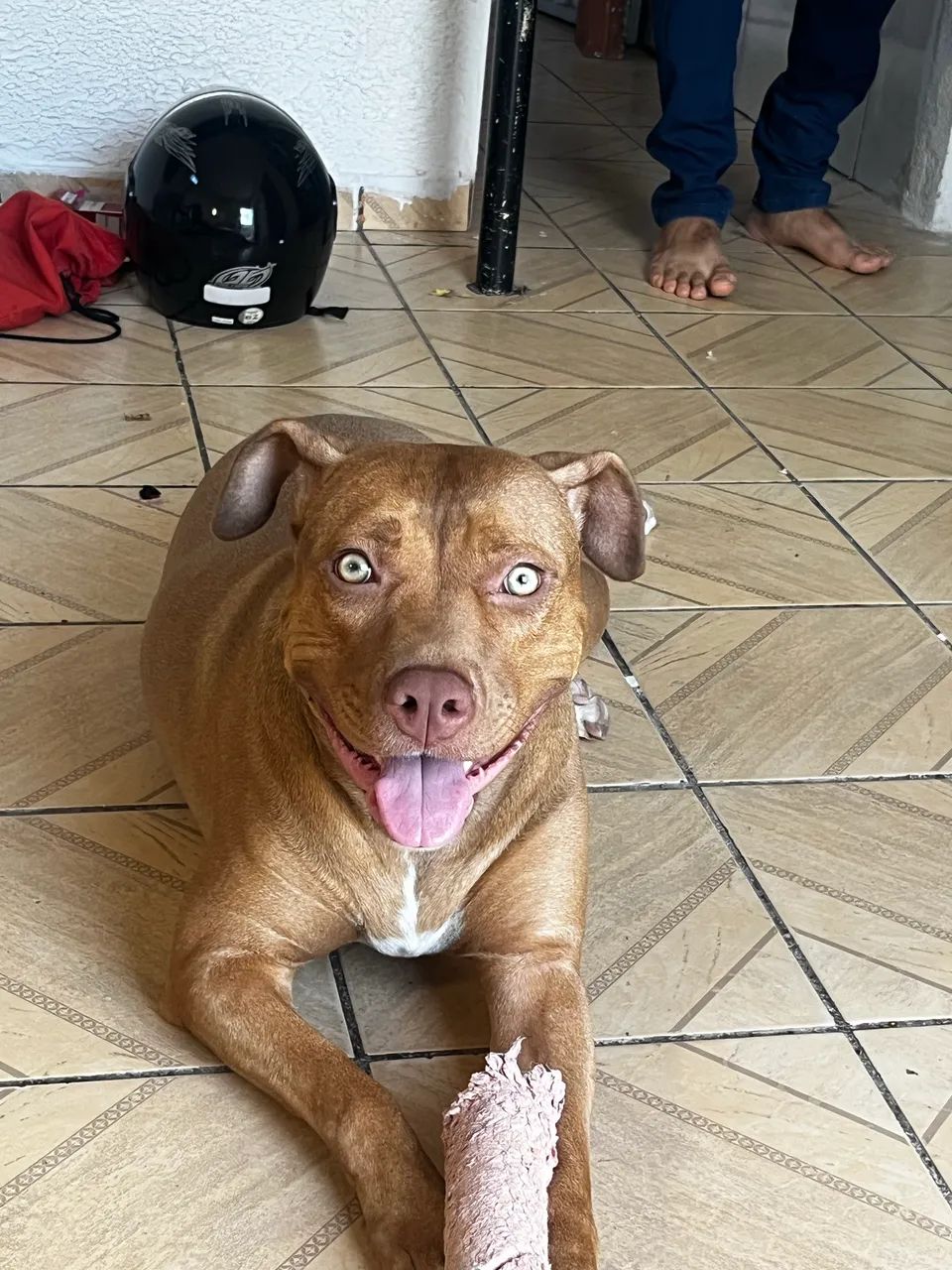Adoção de pitbull  - Foto 2