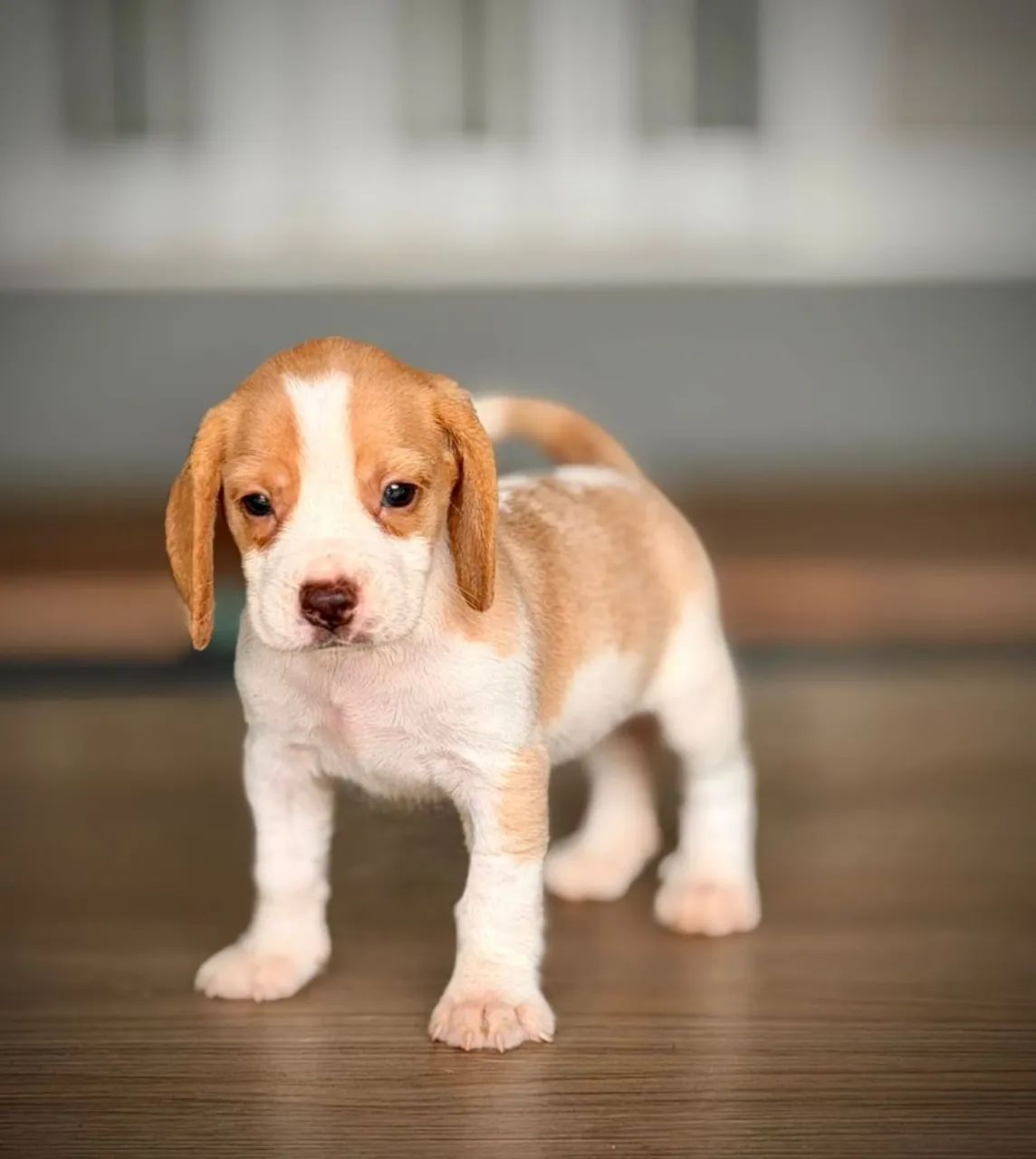 Mini beagle  - Foto 3