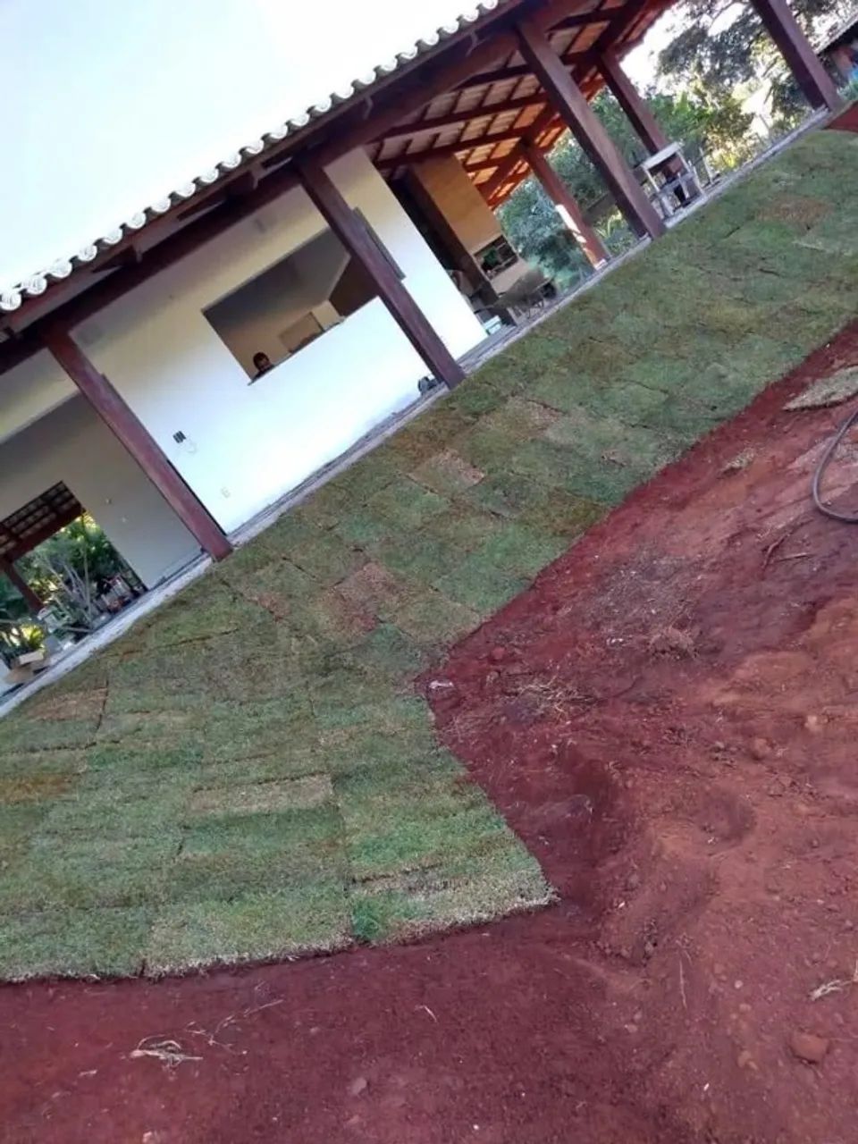 Grama Esmeralda (plantio e vendas) - Foto 3