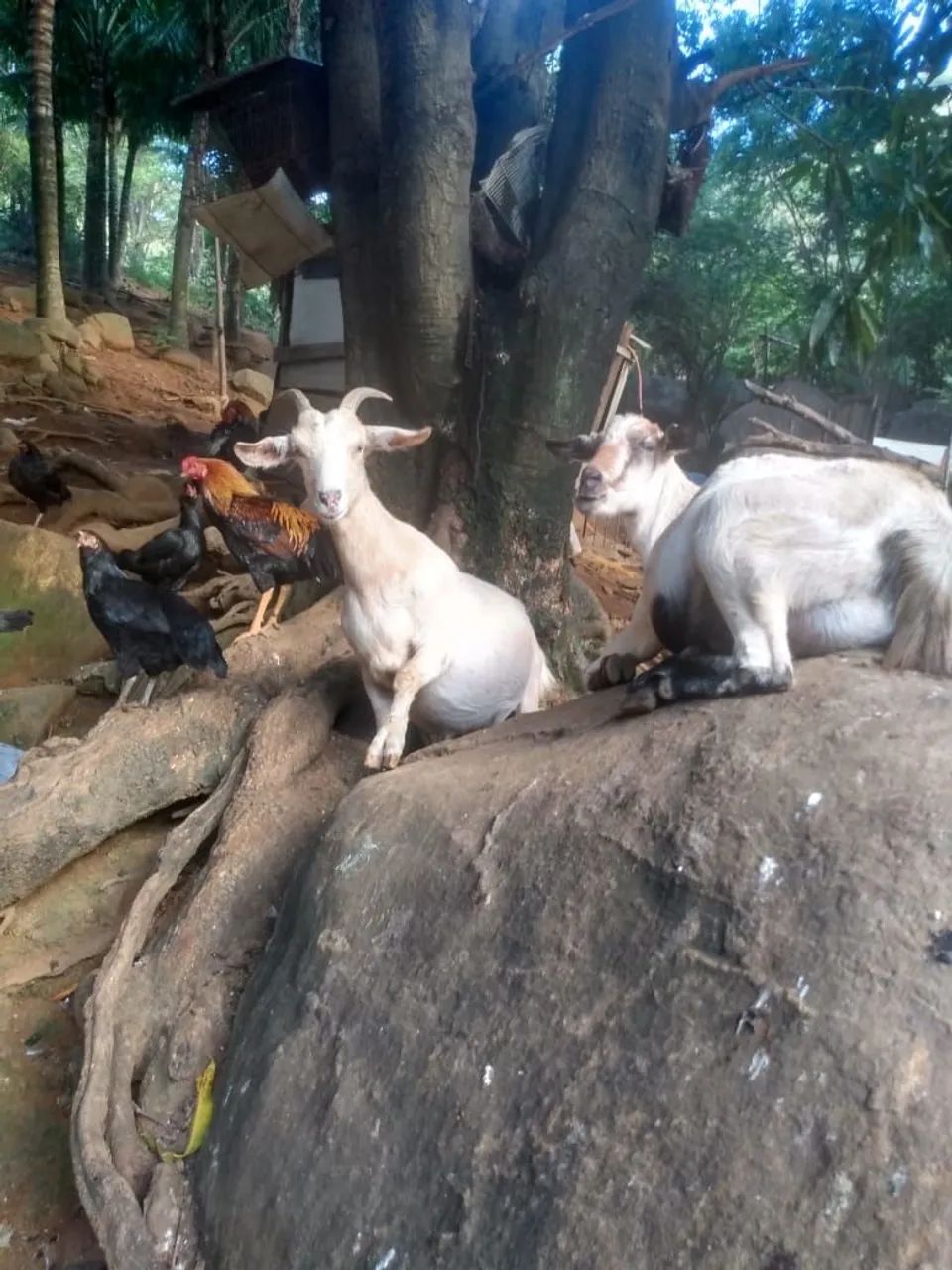 Cabras e bodes saudáveis 