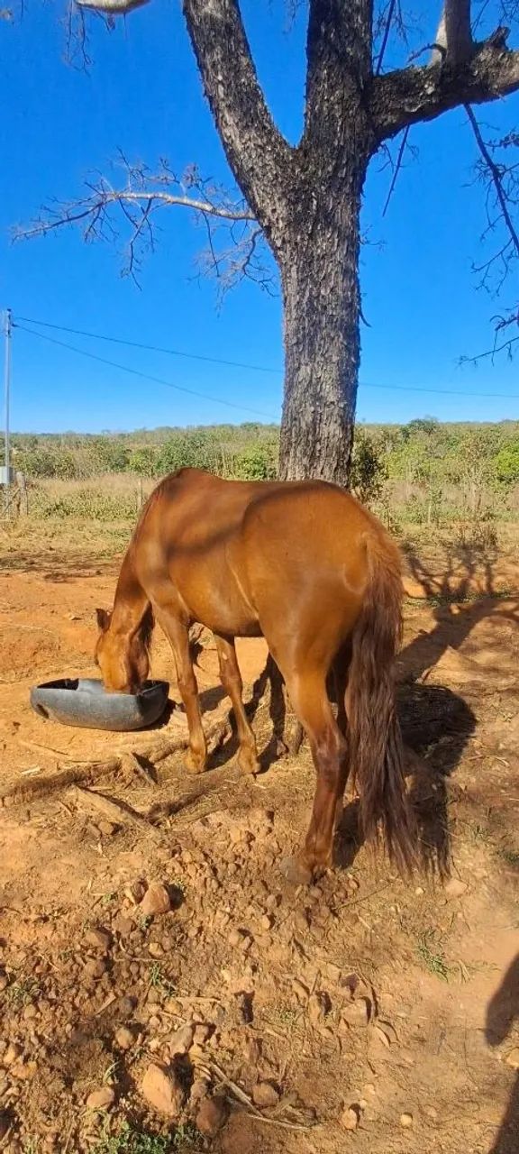 Cavalo 