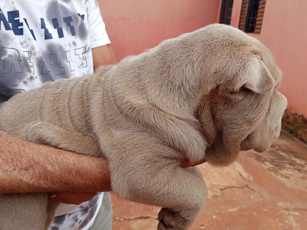 Filhote de shar pei 