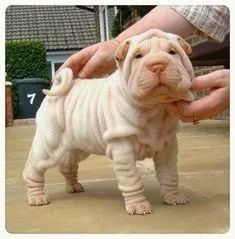 Sharpei Filhotes - Foto 3