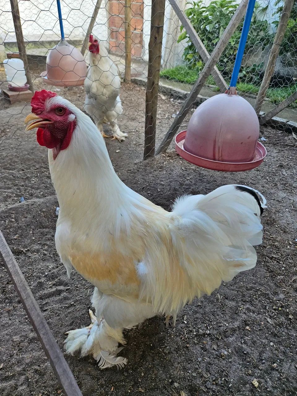 Brahma - Foto 5
