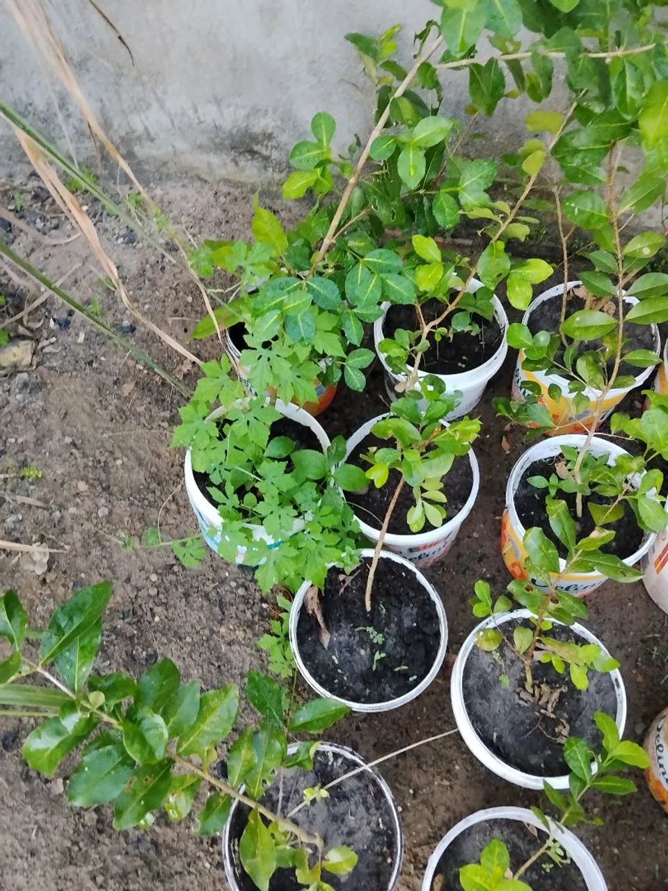 Mudas de frutas  - Foto 3