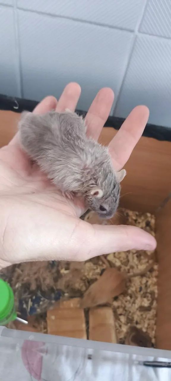 Gerbil filhote - Foto 5