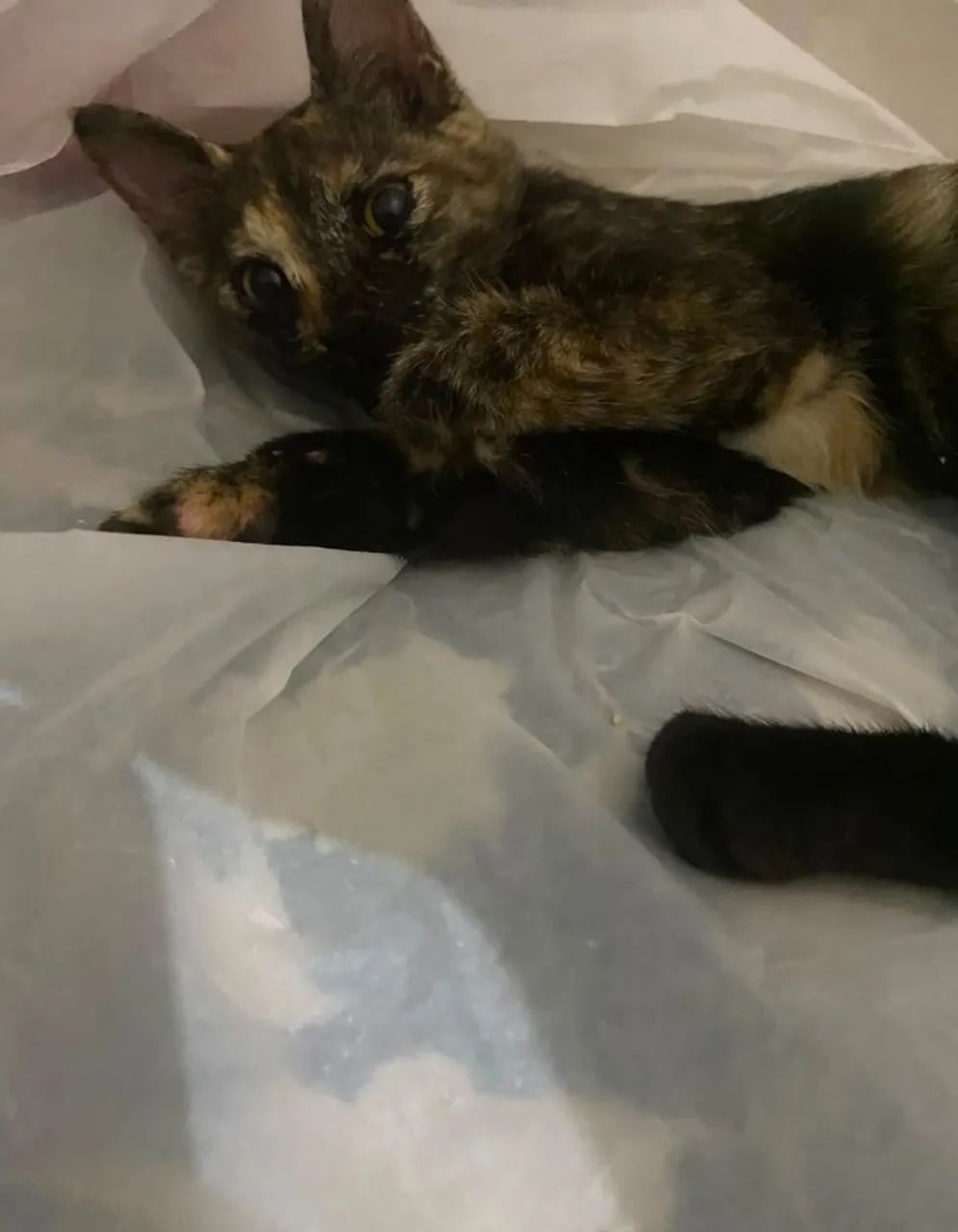 gata para adoção  - Foto 3