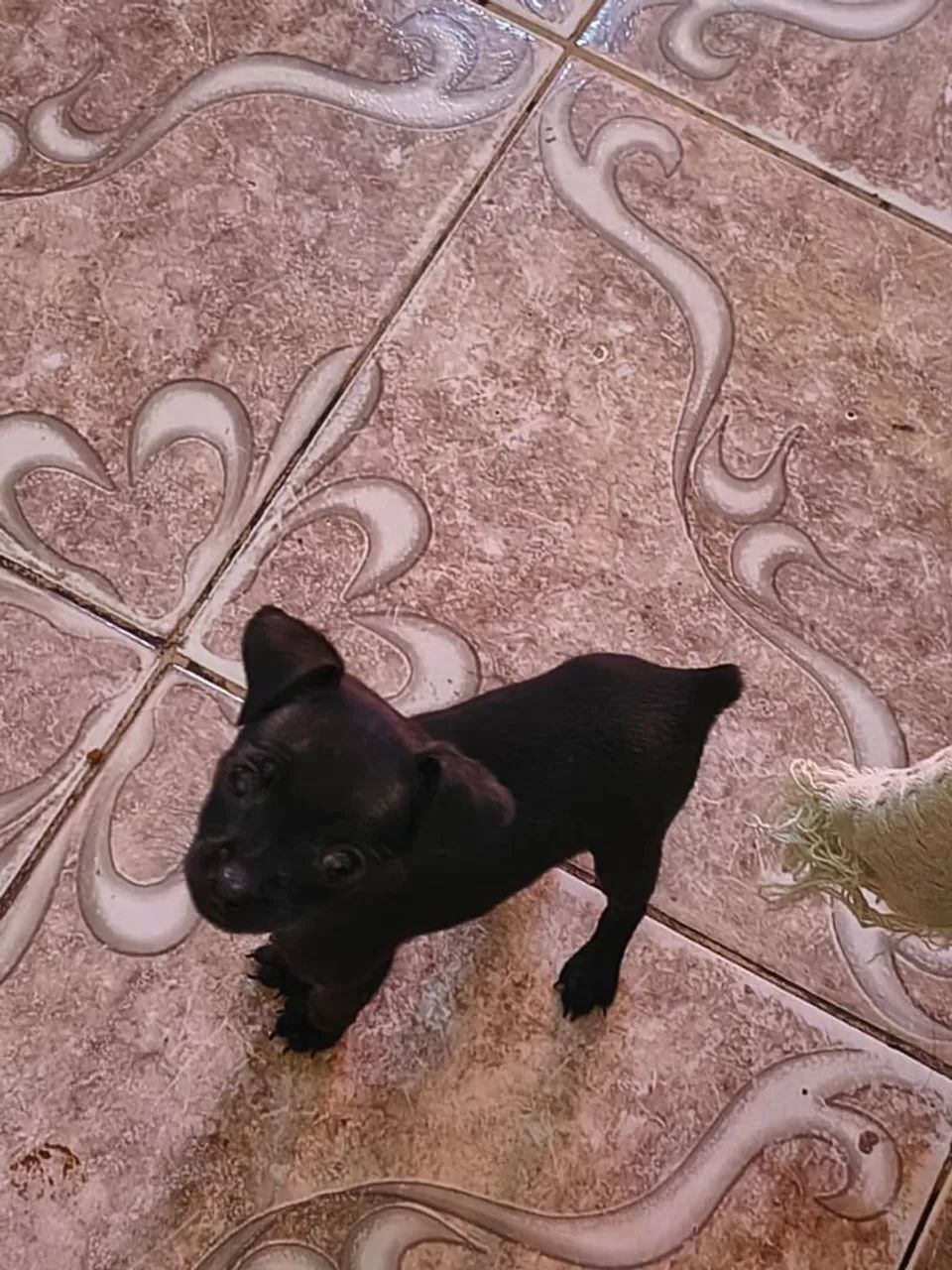 Pinscher 0 - Foto 4