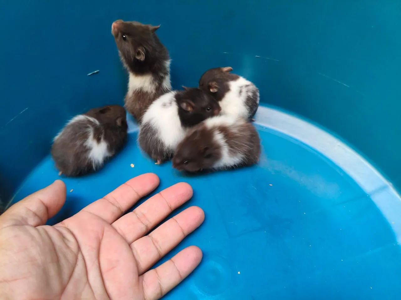 Hamster Sírio  - Foto 4