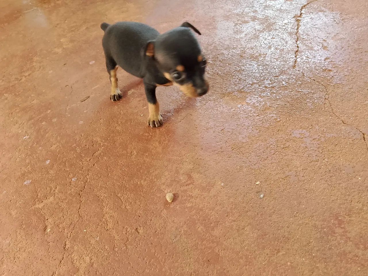 Vendo pinscher  - Foto 3
