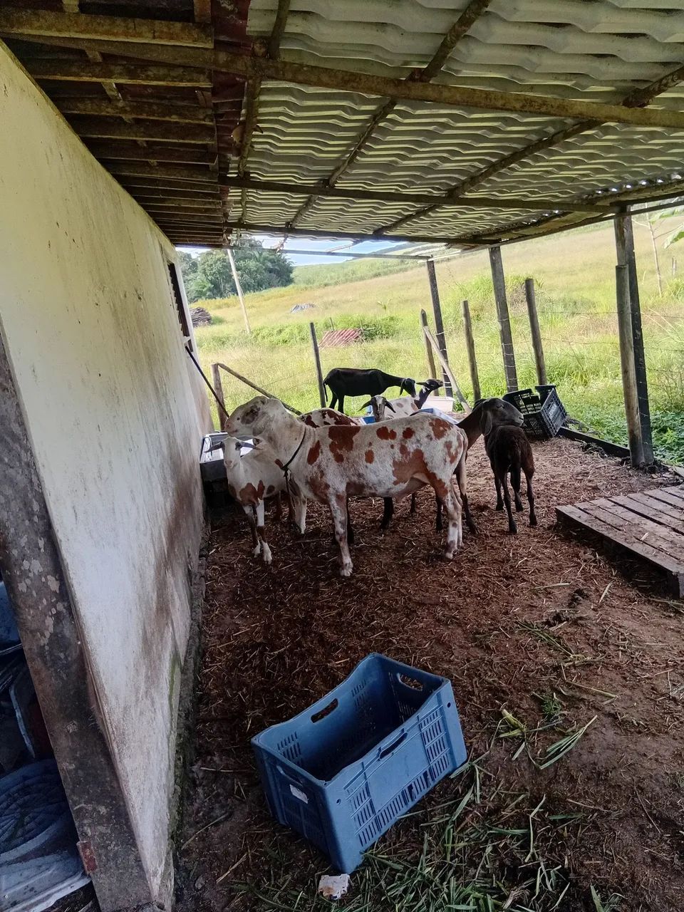 Carneiro e ovelhas  - Foto 5
