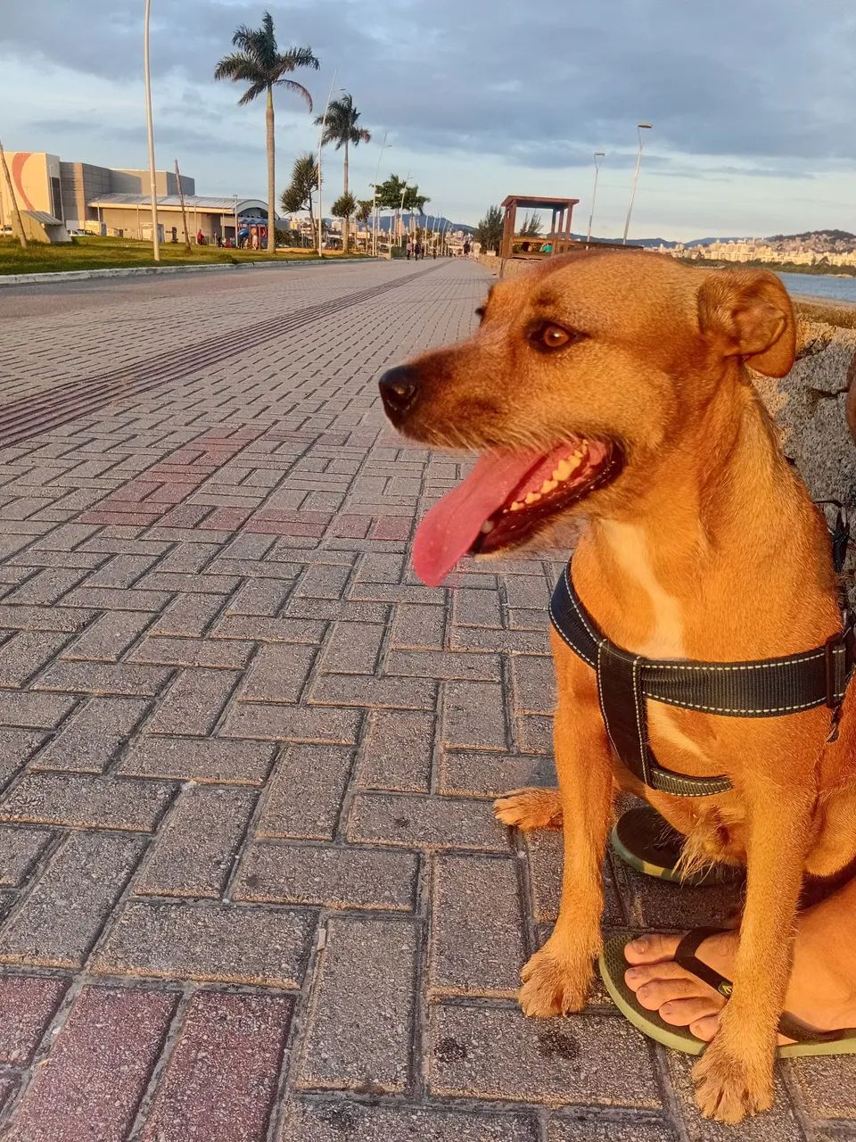 Adote um amigo! - Foto 3