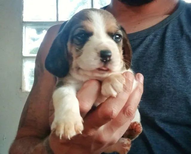 Beagle lindao e brincalhao 
