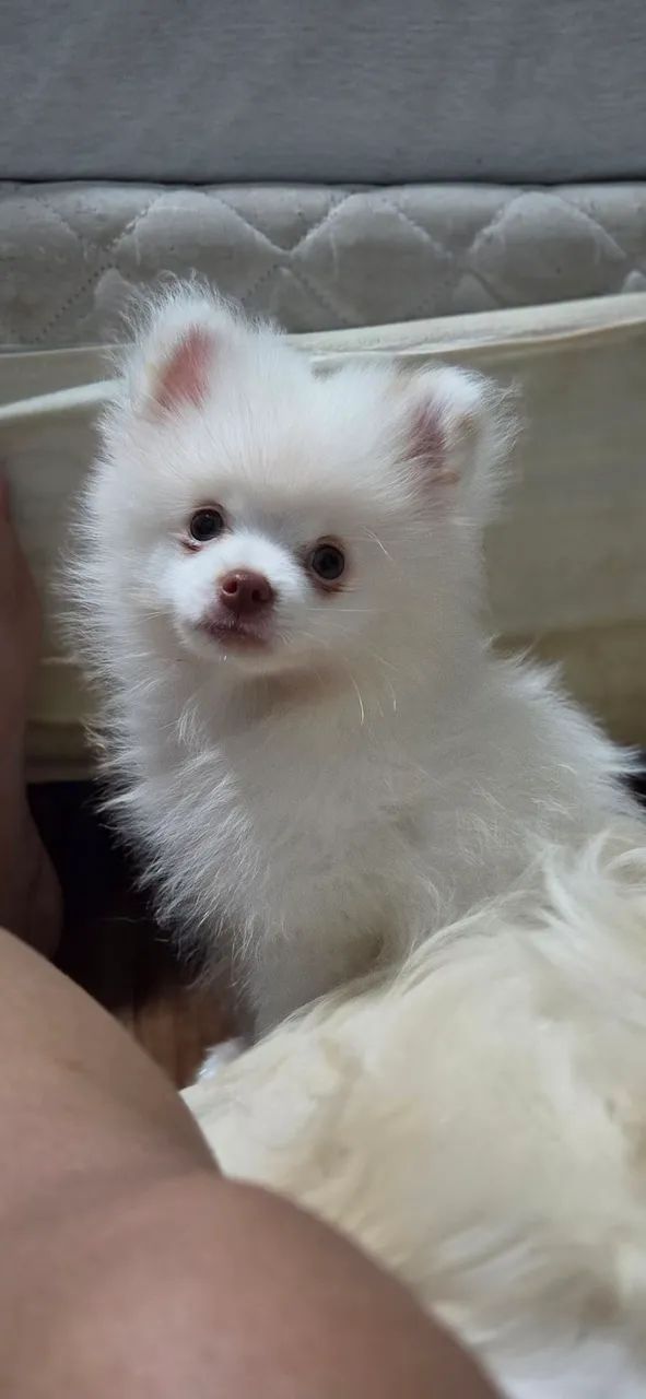 FILHOTE SPITZ ALEMÃO - Foto 2