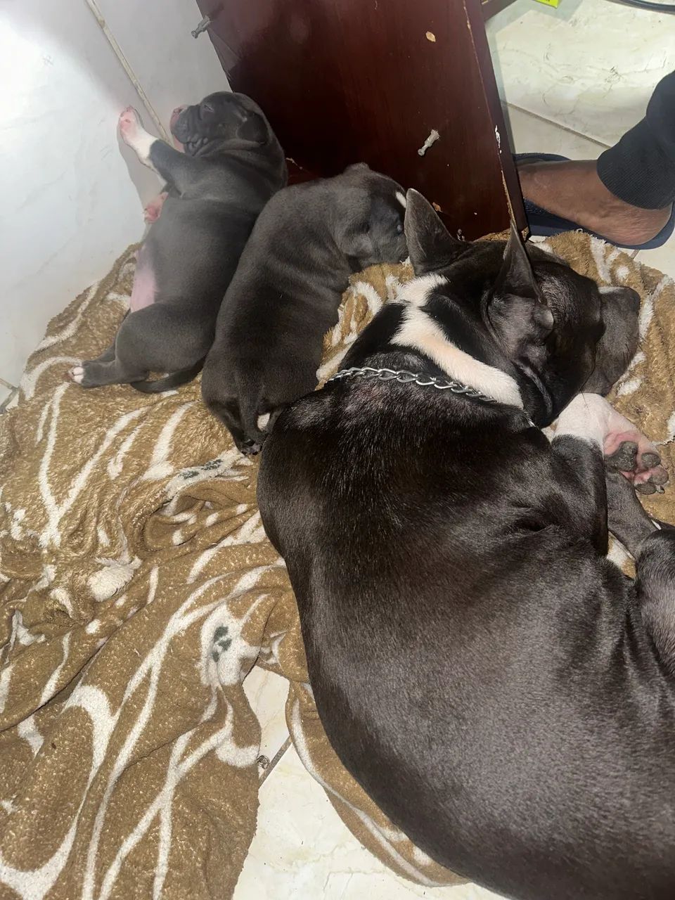 Filhote de American Bull blue  - Foto 6