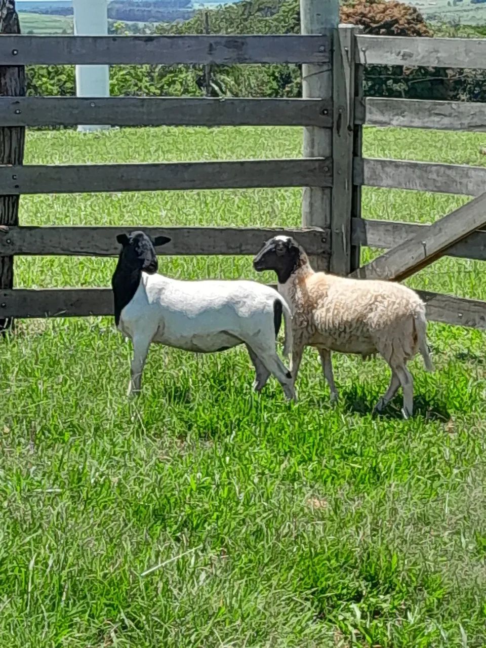 Carneiros Dorper  - Foto 2