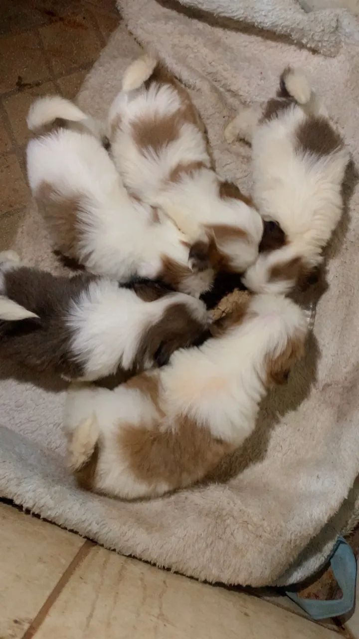 Shih tzu - Foto 2