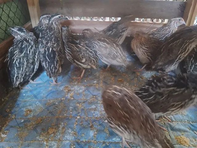 VENDO CODORNAS
