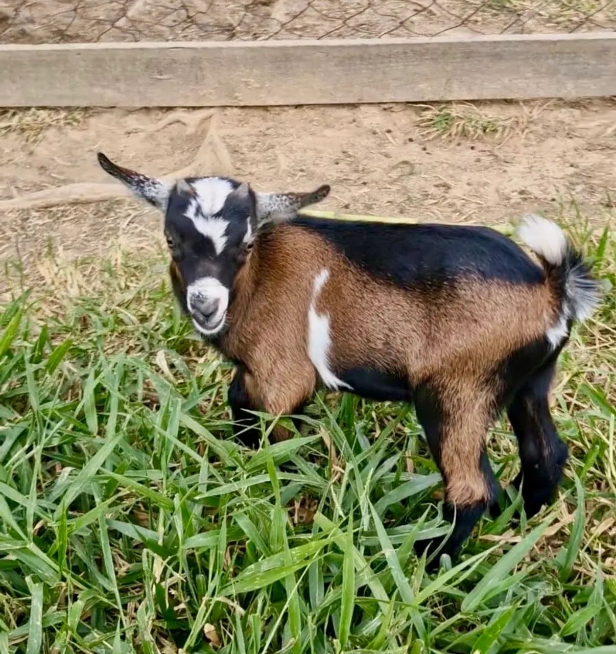 Mine Bodinho Cabrito 