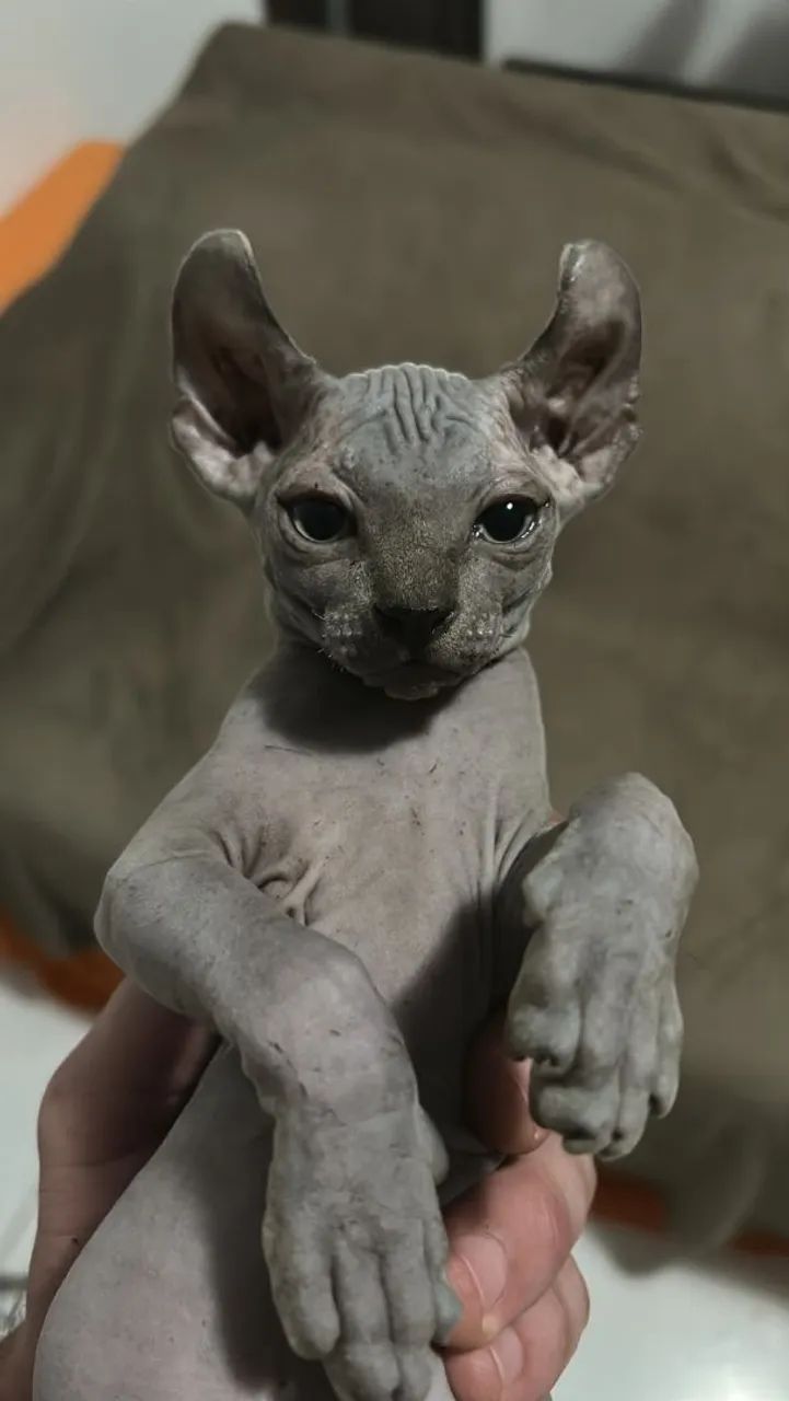 Gato phynx Elf MACHO - Foto 3