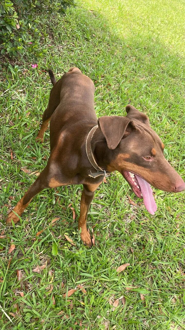 Dobermam 
