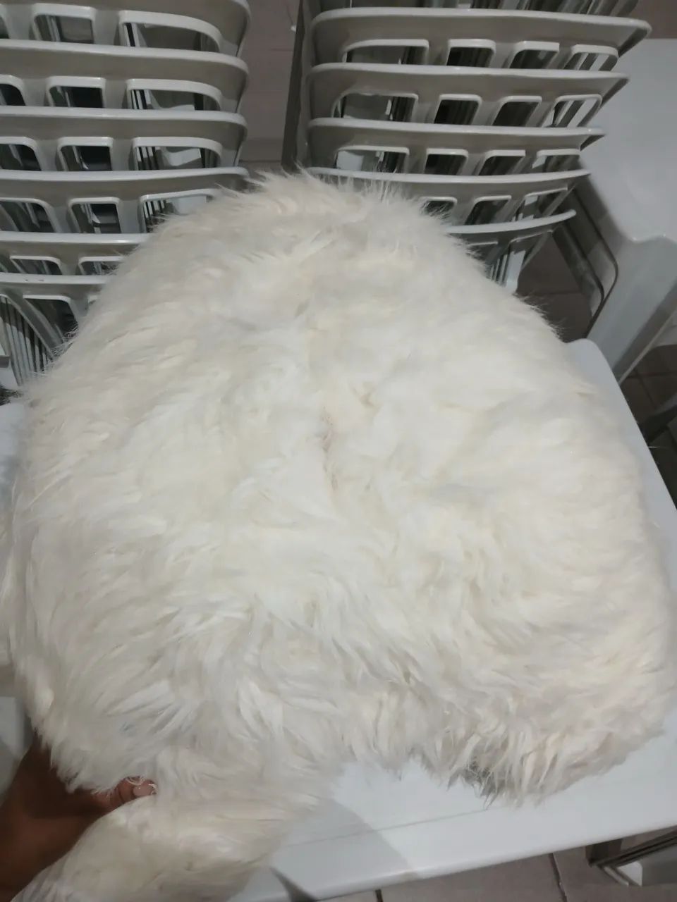 Urso grande - Foto 4