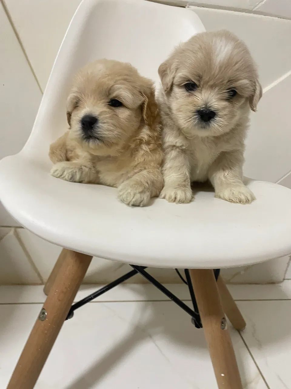 Shihtzu com poodle - Foto 5