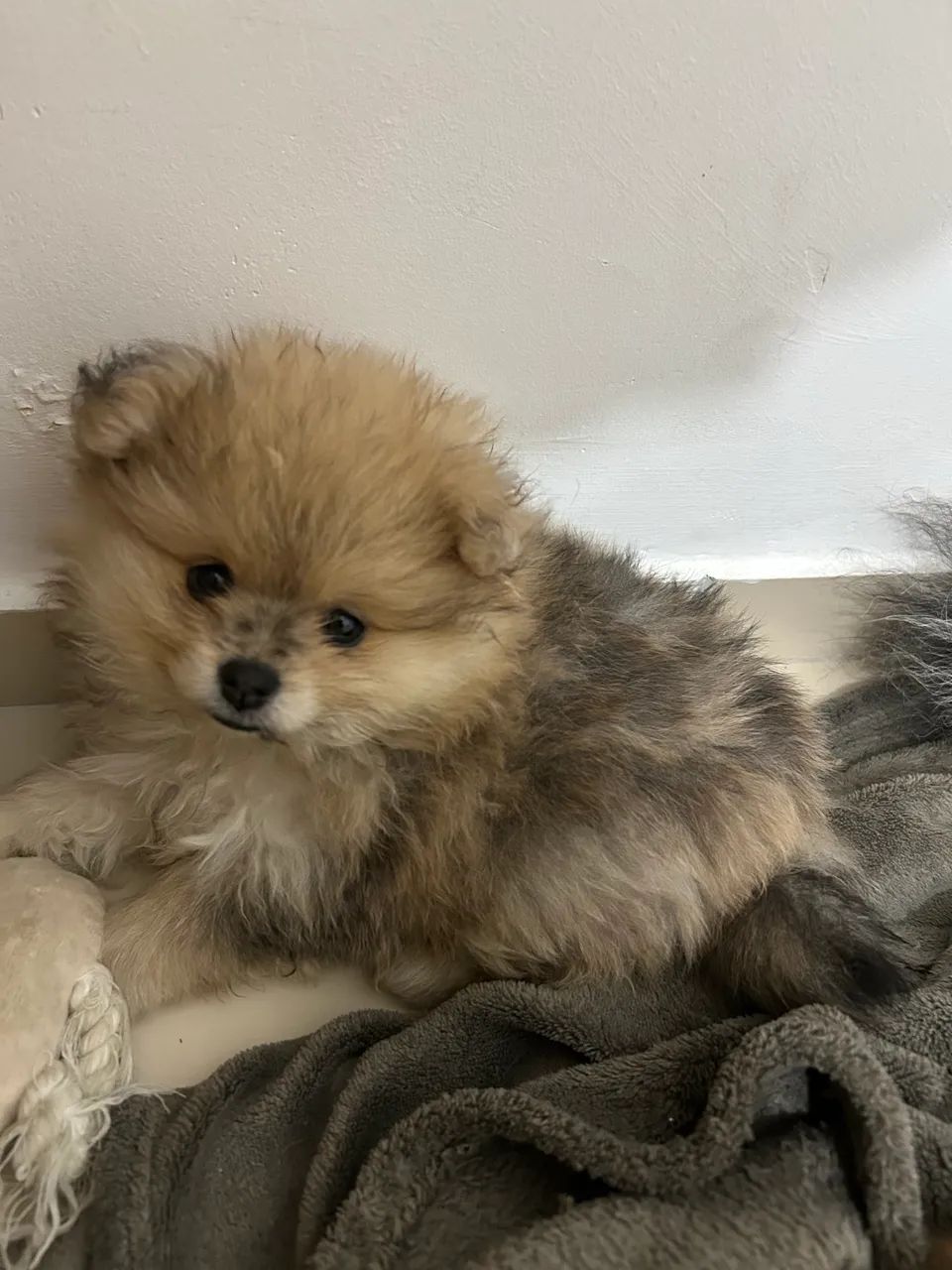 Lulu da Pomerania 