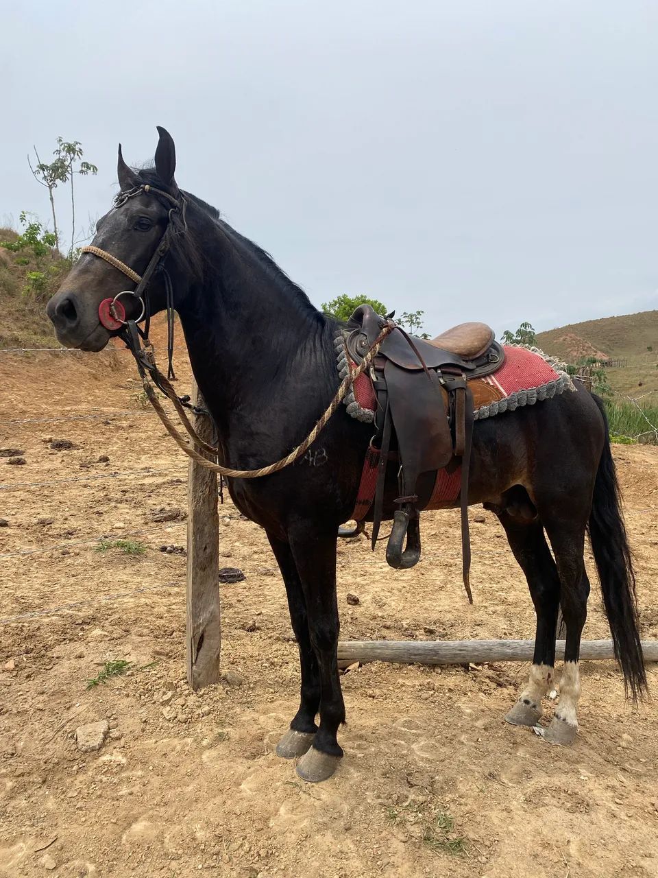 Cavalo garanhão mangalarga marchador  - Foto 2