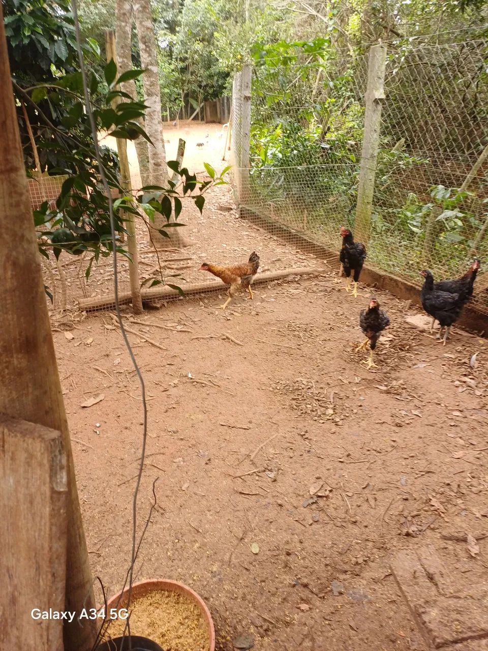 Frangos/frangas GSB - Foto 2