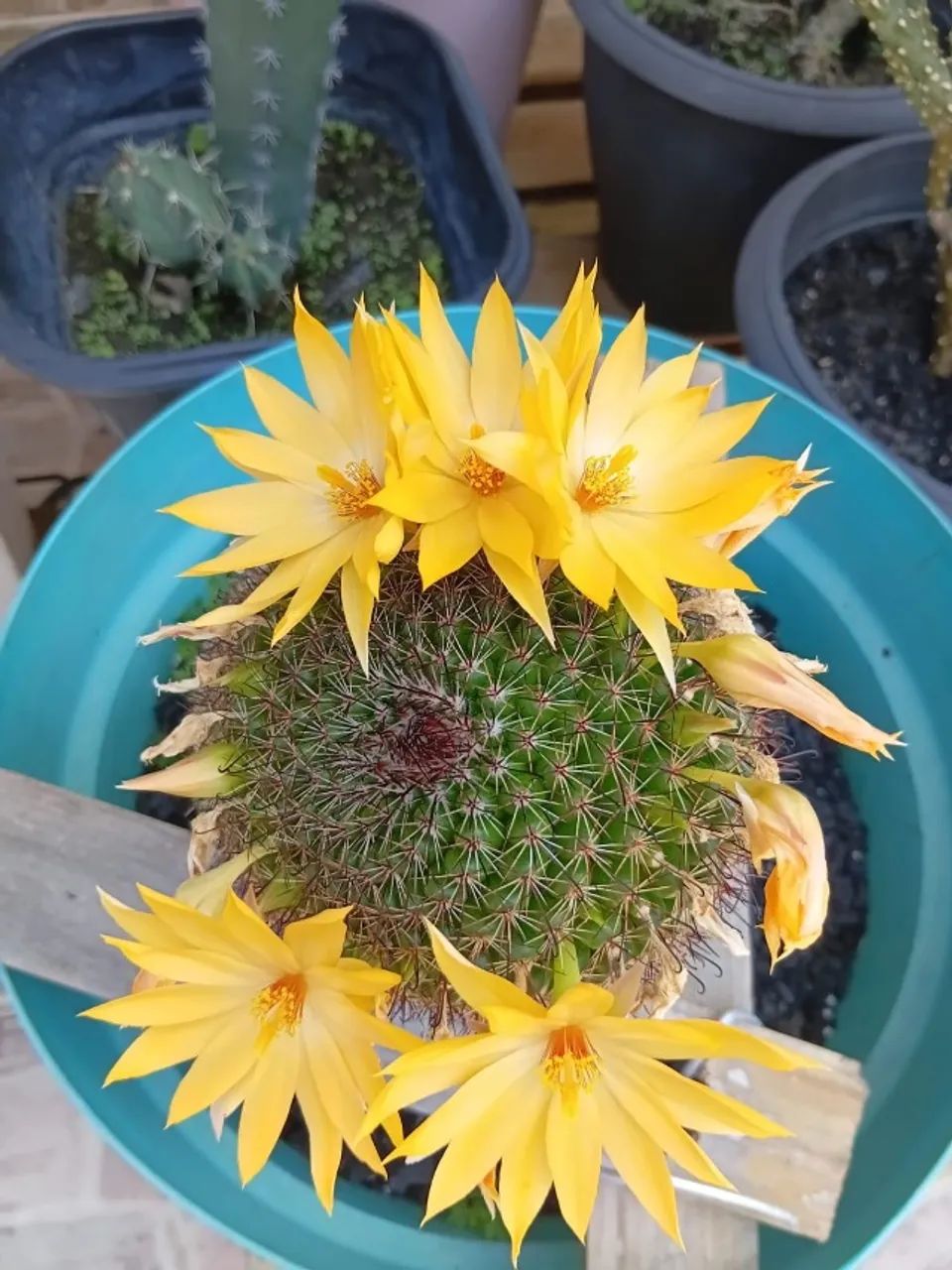Cactos Florindo - Foto 3