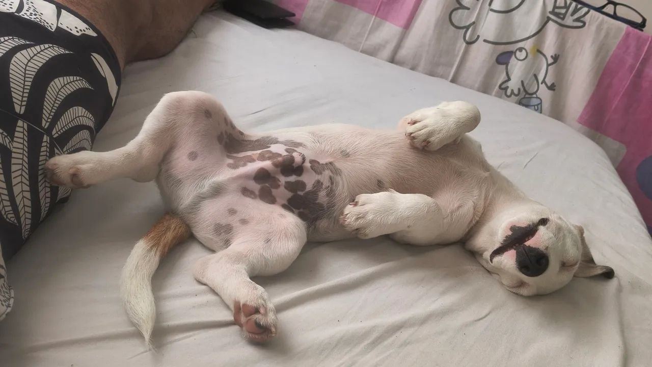 Jack Russell Terrier - Doação  - Foto 2