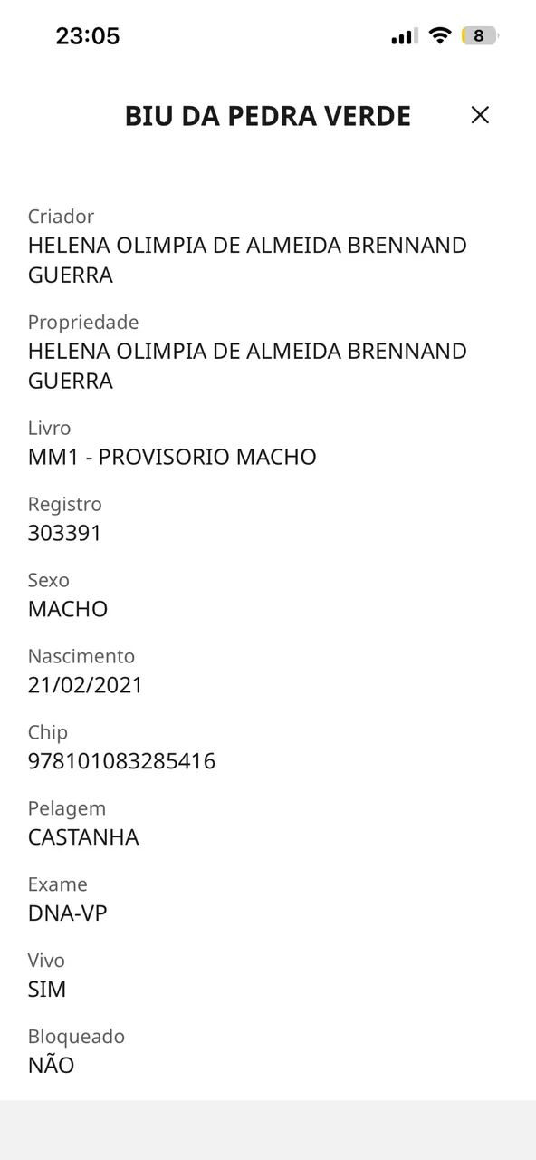 POTRO MANGALARGA  - Foto 2