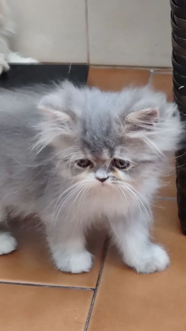 FILHOTE GATO PERSA - Foto 2