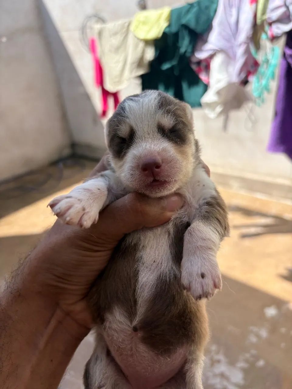 Cachorro - Foto 3