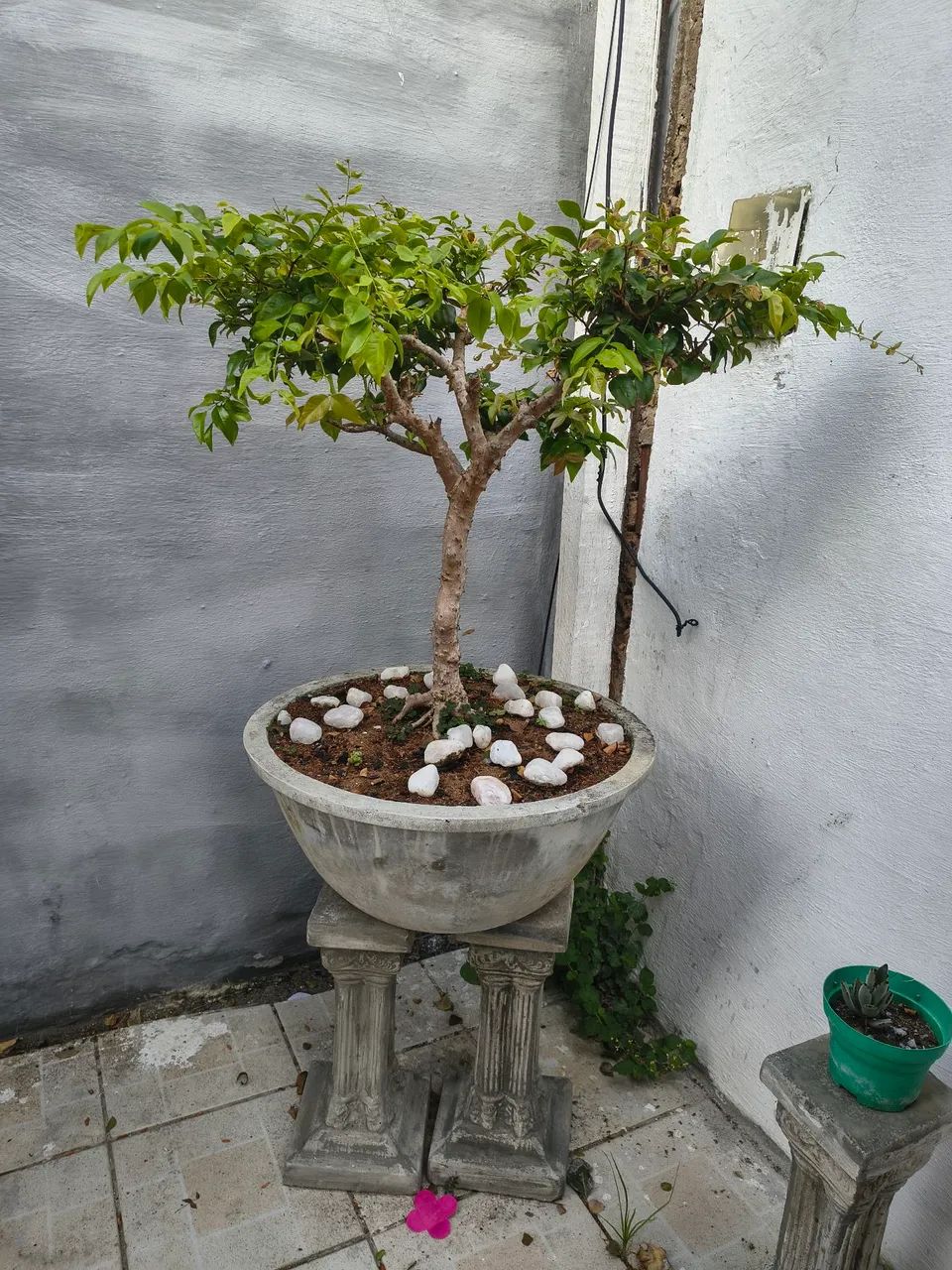 Bonsay de Jaboticaba com mais de 10 anos por apenas 2000 vale mais de 3500 - Foto 4