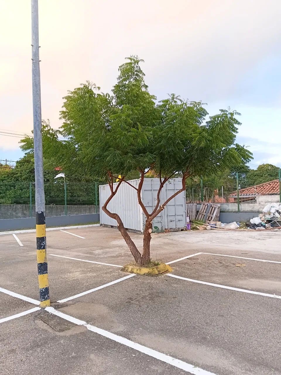 Podas de árvores  - Foto 5