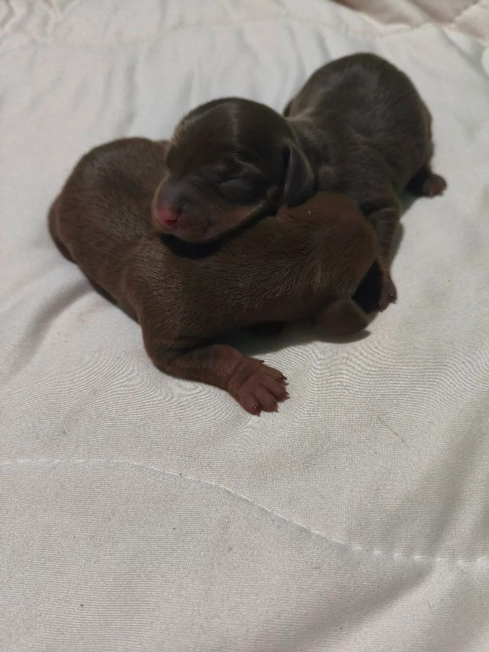 Dachshund salsicha  - Foto 3